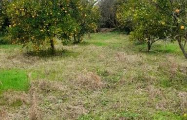 2500 متر زمین باغ روستای صنم دارای معاوضه
