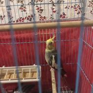 طوطی عروس جفت