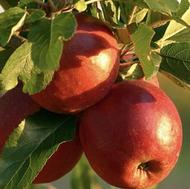 سورت میوه سیب