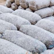 ذرت علوفه ای دان دار