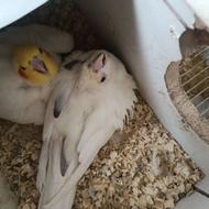 یک جفت طوطی عروس هلندی