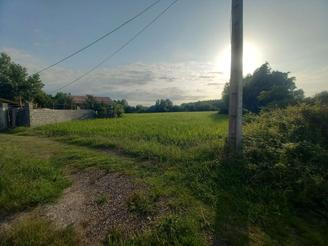 زمین کشاورزی، شالی،بیجار 5500 متری چوکام