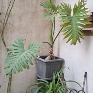 پاندانوس سوسن برگ انجیری