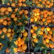 خریدار پرتقال تناژبالا