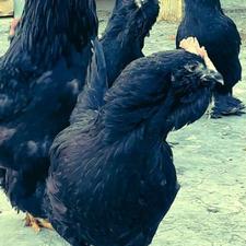 مرغ وخروس مرندی