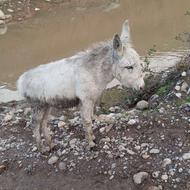 خر یا الاغ 6 ماهه