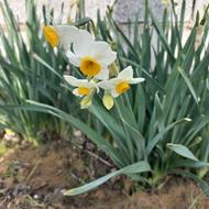 گل نرگس پیاله ای با کیفیت