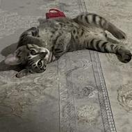 گربه واگذاری