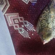 طوطی عروس خال زرد و کنجدی