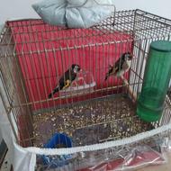 7عدد سهره نرو ماده