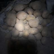 سیب زمینی بذری وخوراکی