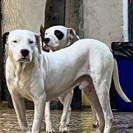 نر و ماده داگو آرژانتینو واگذار