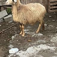 3راس گوسفند آبستن
