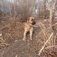 واگذاری نر سراب افغان ماده قهدرجانی