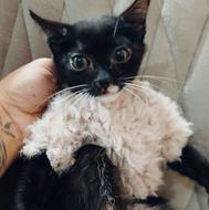 دختر بریتیش (بینهایت لوس وبغلی)