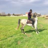 اسب کرد ترکمن