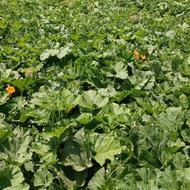 خریدار چوب و ضایعات و چوب خشک با بالاترین قیمت روز