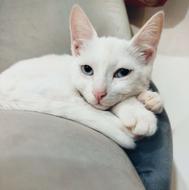 دختراسکاتیش(لوس ودوست داشتنی)