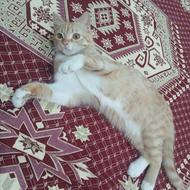 گربه 4 ماهه بازیگوش