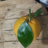 پرتقال عمده و خرده