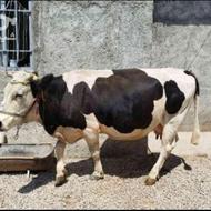 فروش گاودرجه یک وشیرده