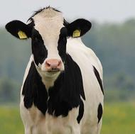 نیازمندیک کارگر و چوپان هستم