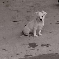 واگذاری پاکوتاه جیبی