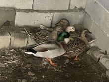 اوردک رشتی در شیپور