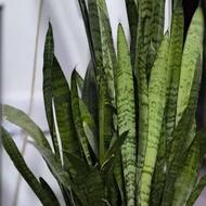 دو گیاه آپارتمانی