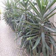 یوکا پایه مادری چند شاخه