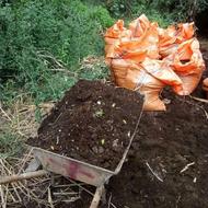 کو د حیوانی