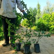 باغبانی تحت نظر مهندس کشاورزی