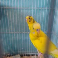 یک جفت مرغ عشق رام و کار داده،باقفس