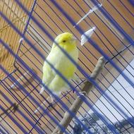 قناری سوپری یورک تنه درشت وبلند