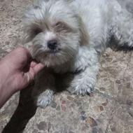 ماده شیتزو اصیل واگذاری