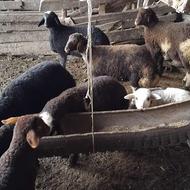 فروش گوسفند بره دار