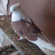 کفتر سرور نر