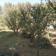 هرس‌ ‌‌کار ‌