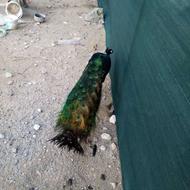 طاووس نربلخ