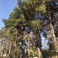 چوب درخت میوه