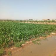 زمین کشاورزی در نزدیکی اصفهان در روستای جیلان آباد