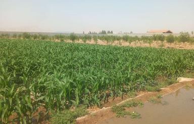 زمین کشاورزی در نزدیکی اصفهان در روستای جیلان آباد