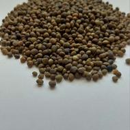 بذر ماشک بوجاری شده