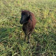 فروش یک عدد بره مار داشتی با بره نربا یک عدد بره نر