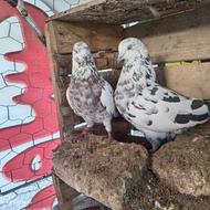 فروش دوعدد کبوتر نروماده