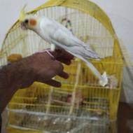 عروس هلندی لوتینو اهلی همراه با قفس طلایی و لوازم