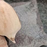 بذر اصلاح شده