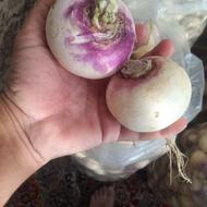 شلغم ایتالیایی