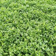 سبزی گشنیز بذر خارجی درجه یک