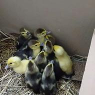 بچه اردک اسرائیلی سالم سرحال نژاد اصلی.سالم